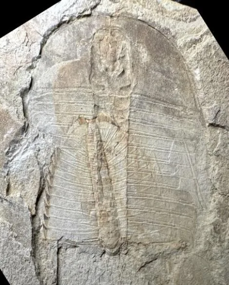 Hedinaspis sp. 1 — photo 4