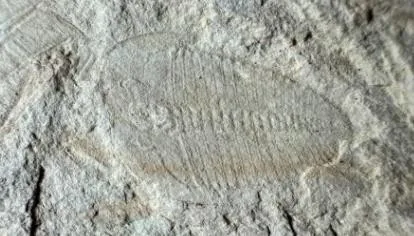 Hedinaspis sp. 1 — photo 5