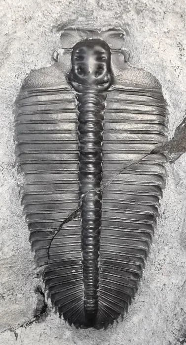 Hedinaspis sp. 1 — photo 6