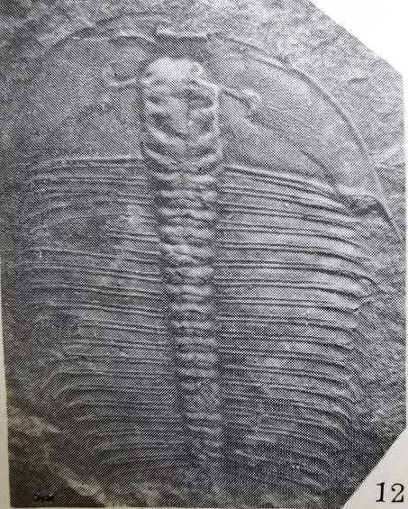 Hedinaspis sp. 2