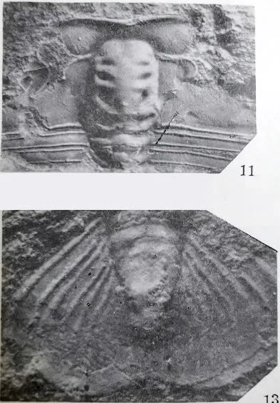 Hedinaspis sp. 2 — photo 2