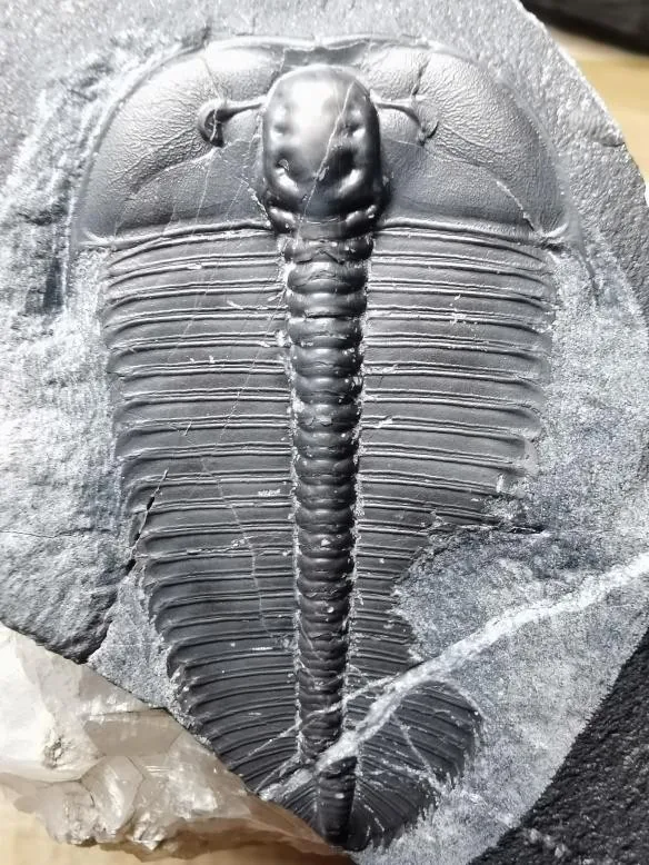Hedinaspis sp. 2 — photo 3