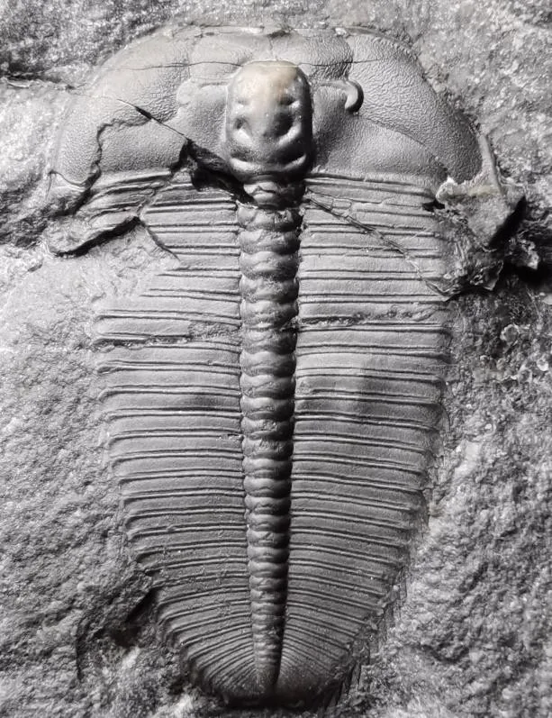 Hedinaspis sp. 3