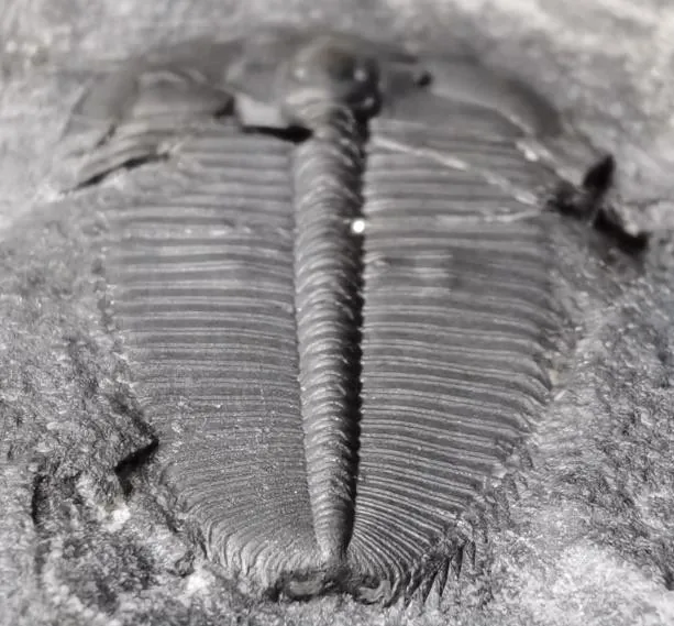 Hedinaspis sp. 3 — photo 2