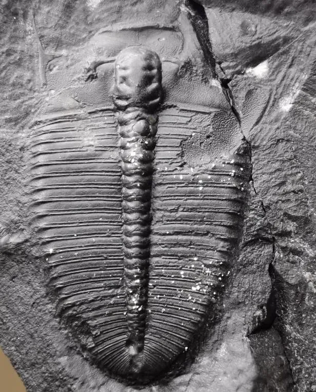 Hedinaspis sp. 3 — photo 3