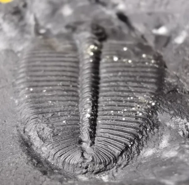 Hedinaspis sp. 3 — photo 4
