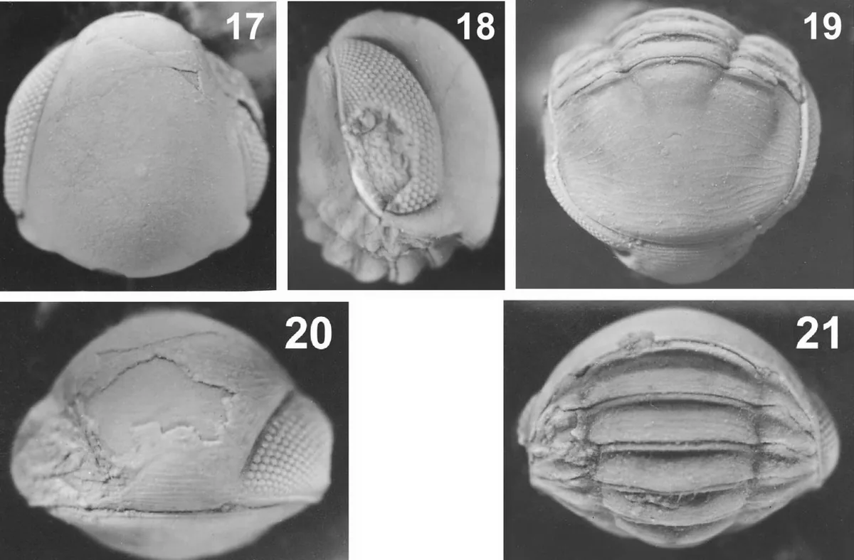 Heterocyclopyge obsoleta