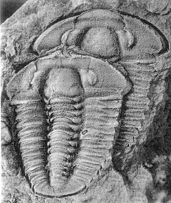 Hewenia anacantha