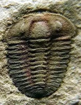 Hewenia anacantha — photo 4