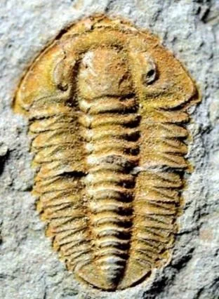 Hewenia anacantha — photo 5