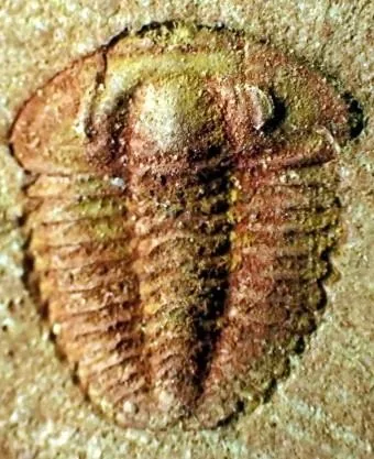 Hewenia anacantha — photo 8