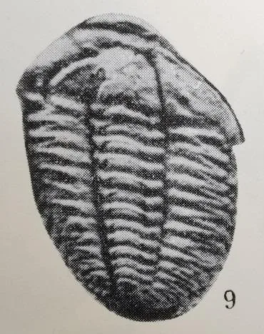 Hewenia typica