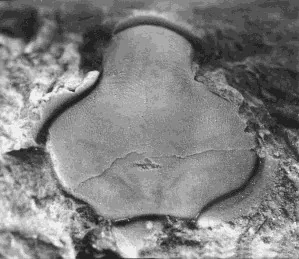 Hexacopyge yichangensis