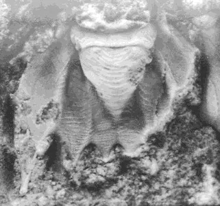 Hexacopyge yichangensis — photo 2
