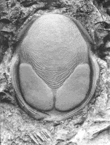 Hexacopyge yichangensis — photo 3