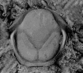 Hexacopyge yichangensis — photo 4