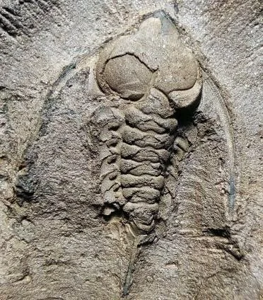 Hexacopyge yichangensis — photo 6