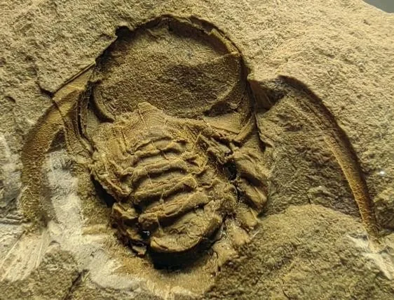 Hexacopyge yichangensis — photo 7