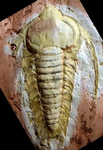 Hexacopyge yichangensis — photo 8