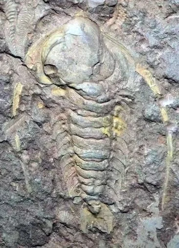 Hexacopyge yichangensis — photo 9