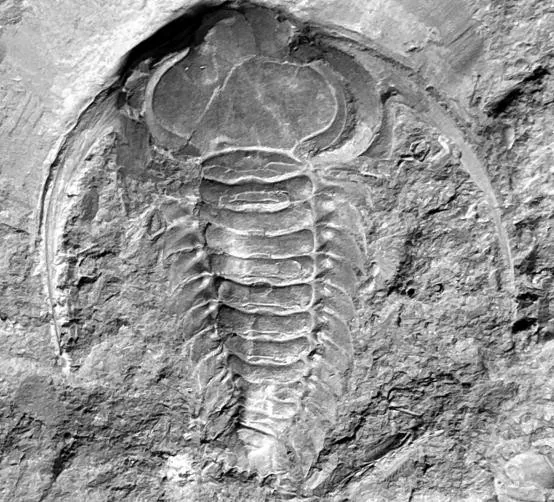 Hexacopyge yichangensis — photo 10