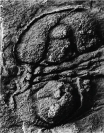 Homagnostus obesus