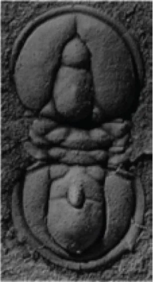 Homagnostus obesus — photo 2