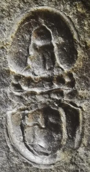 Homagnostus obesus — photo 3