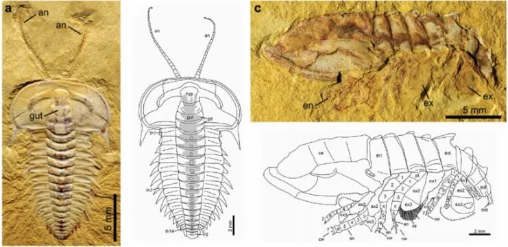 Hongshiyanaspis yiliangensis — photo 2