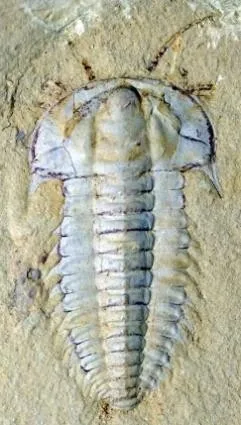 Hongshiyanaspis yiliangensis — photo 3