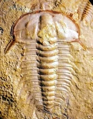 Hongshiyanaspis yiliangensis — photo 4
