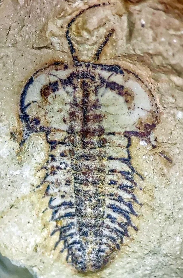 Hongshiyanaspis yiliangensis — photo 5