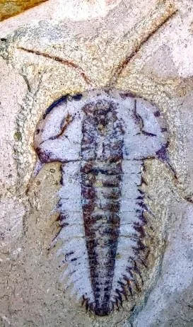 Hongshiyanaspis yiliangensis — photo 6