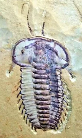 Hongshiyanaspis yiliangensis — photo 7