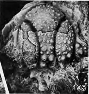 Hoplolichoides conicotuberculatus