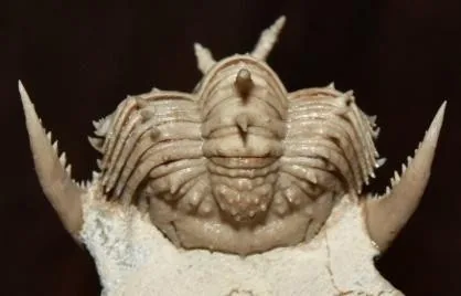 Hoplolichoides conicotuberculatus — photo 3