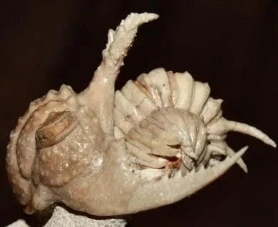 Hoplolichoides conicotuberculatus — photo 4