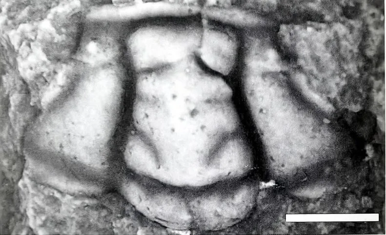 Hunanocephalus duodingensis