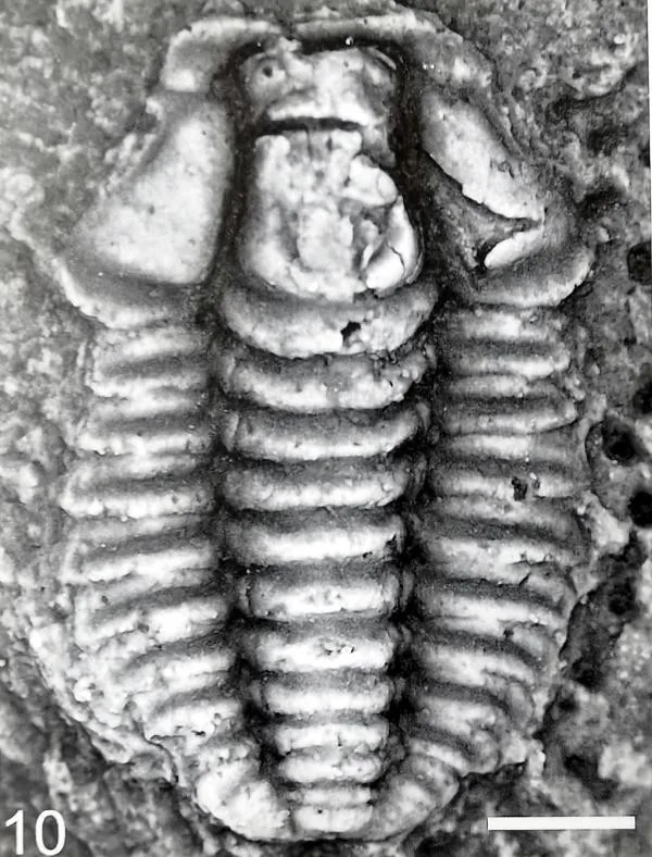 Hunanocephalus duodingensis — photo 2
