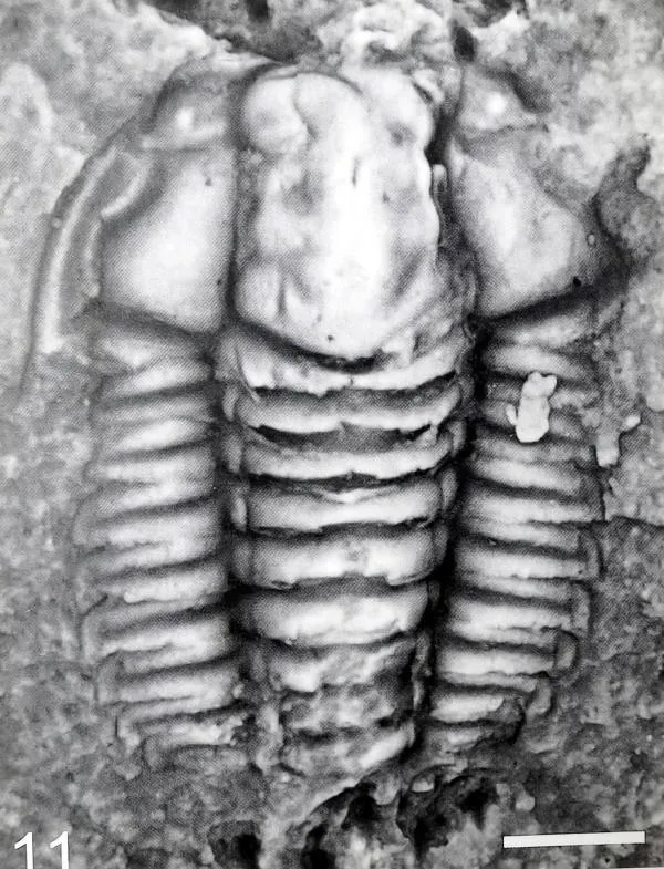 Hunanocephalus duodingensis — photo 3