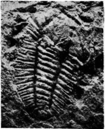 Hunanocephalus ovalis