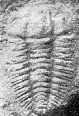 Hunanocephalus ovalis — photo 3
