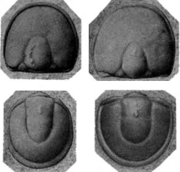 Hypagnostus brevifrons