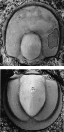 Hypagnostus parvifrons