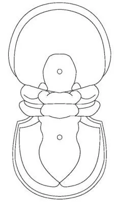 Hypagnostus parvifrons — photo 2