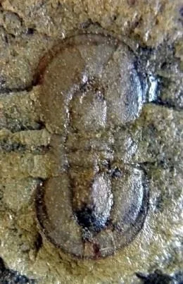 Hypagnostus parvifrons — photo 4