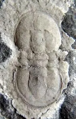 Hypagnostus parvifrons — photo 6