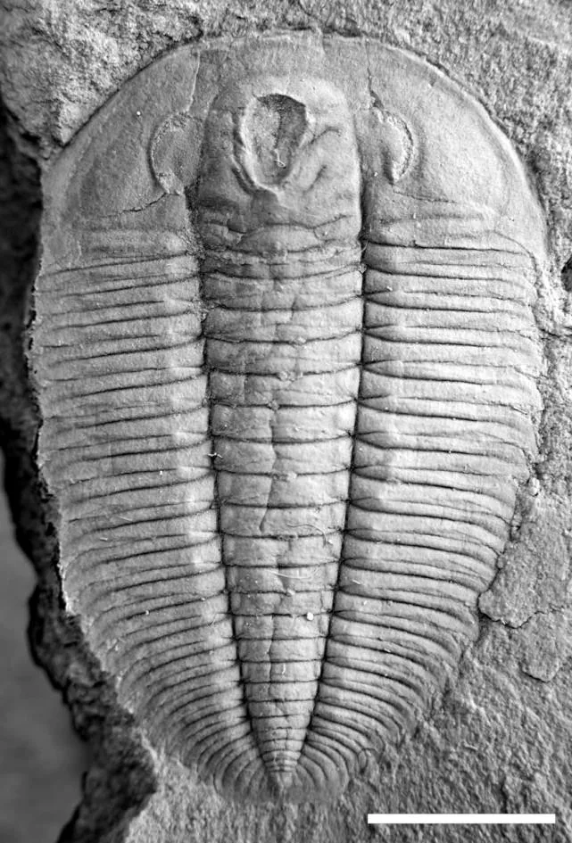 Hypermecaspis armata