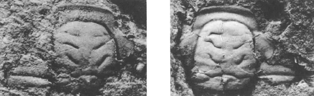 Hypermecaspis armata — photo 3