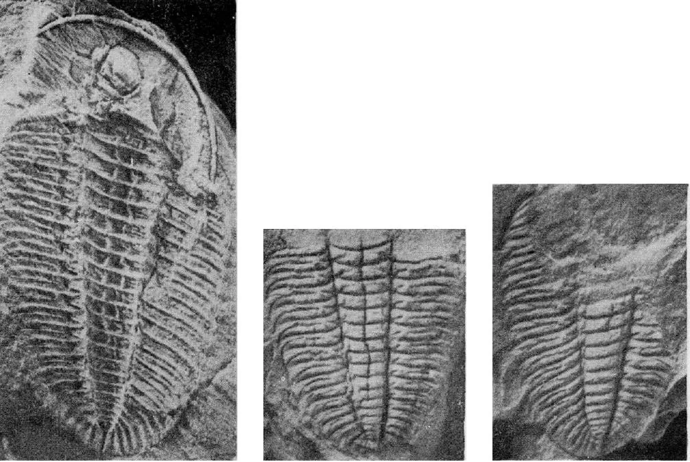 Hypermecaspis asiatica — photo 3